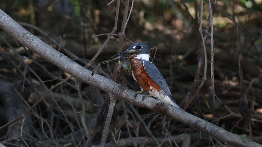 A kingfisher with a frog 
