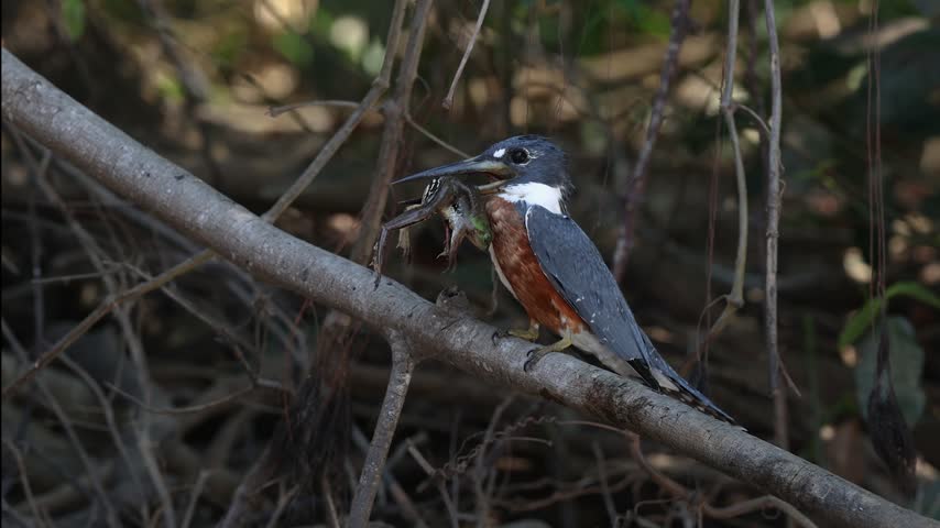 A kingfisher with a frog 