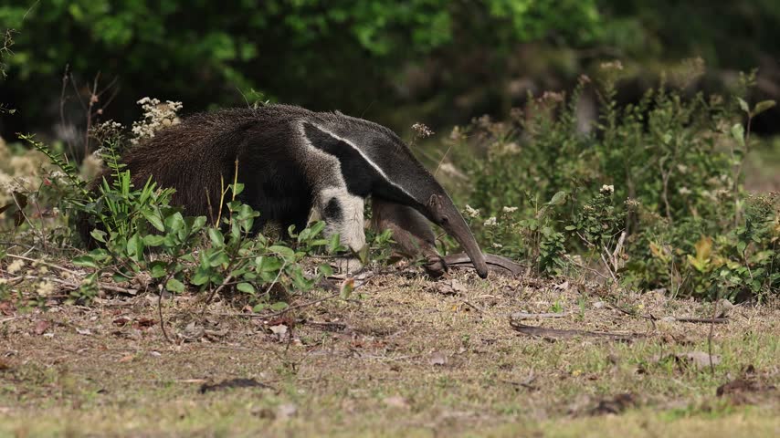 A giant anteater in Brazil 