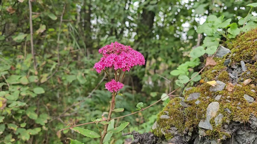 Close-up shot of a vibrant pink wildflower growing naturally among lush green plants and moss in a quiet forest. Perfect for projects centered on nature, botanical beauty, flora, woodland ecosystems, spring, and natural detail.