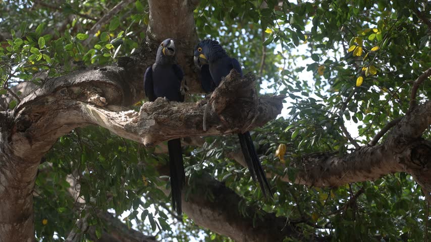 Hyacinth macaws in the Pantanal, Brazil