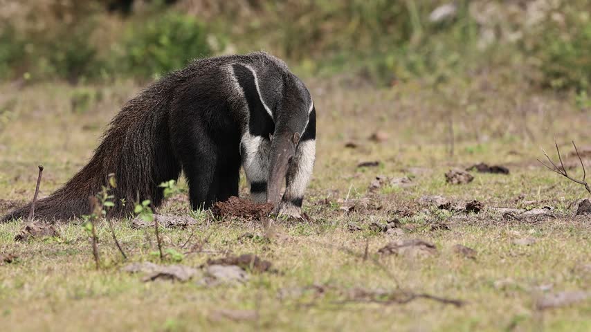 A giant anteater in Brazil 