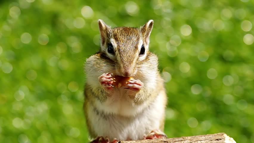 Cute Chipmunk eating walnut