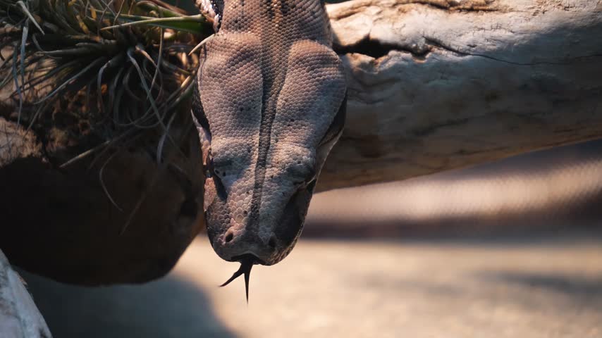 close up of a boa constrictor head crawling slowly around rocks on a cloudy day in summer