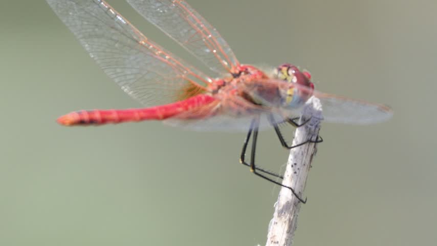 Red dragonfly resting on a plant stem