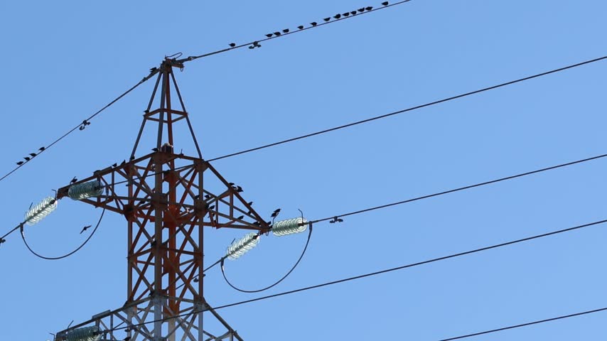 Flock of birds perching and flying from an electricity pylon
