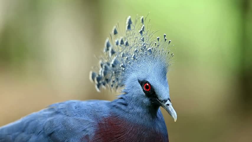 Victoria crowned pigeon with beautiful crest in tropical forest
