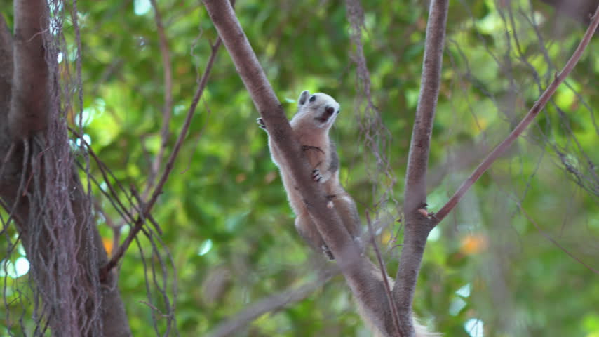 Squirrel Climbing Tree Branch and Looking at Camera in Thailand