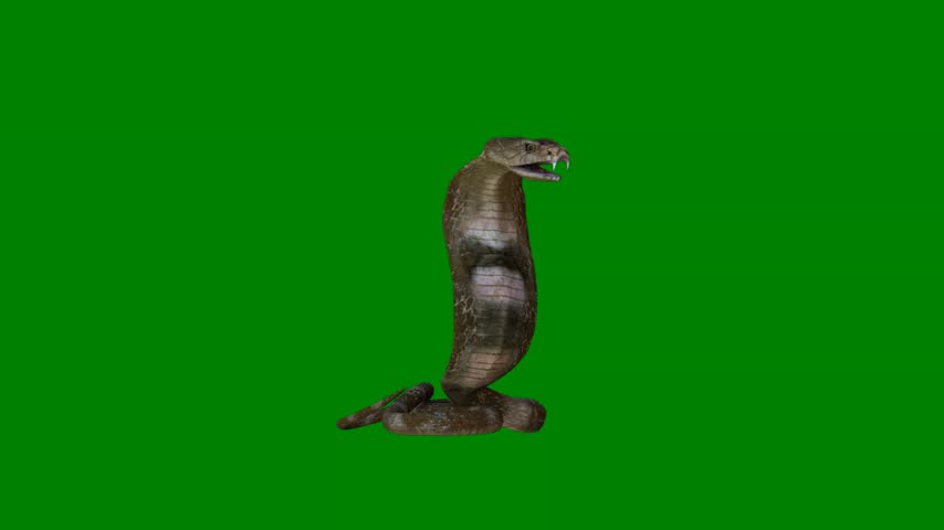 A lizard isolated on green screen background