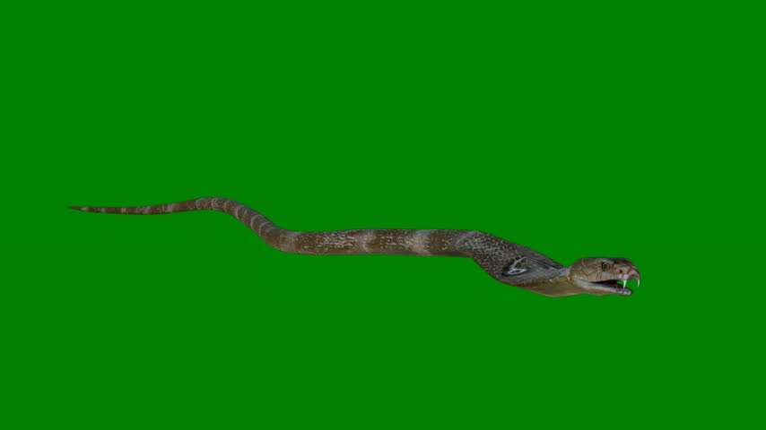 An owl flying through the air on a and snake is running across with animal it its mouth open image of alligator isolated on green screen background