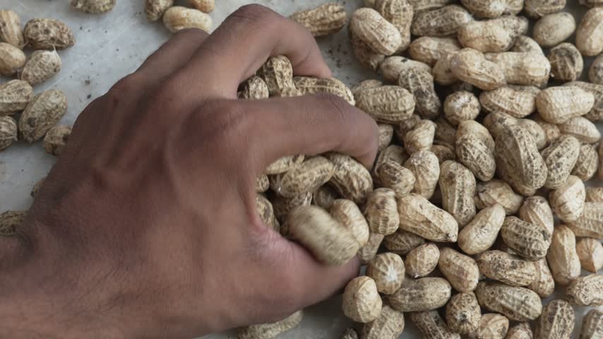 Person holding a handful of raw in-shell peanuts over a pile