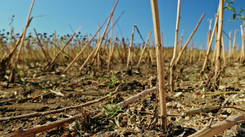 A ground-level close-up shows a green weed growing on dry soil among cut sunflower stubble in an agricultural field under bright daylight.
