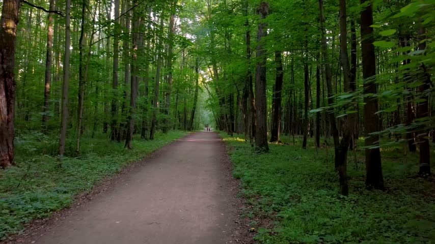 Narrow dirt pathway cutting through a dense green forest with sunlight dappling on the ground during summer sunset
