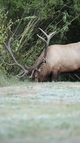 Magnificent Elk Bull Bugling Dripping Water after Taking a Drink for a Mountain Stream 