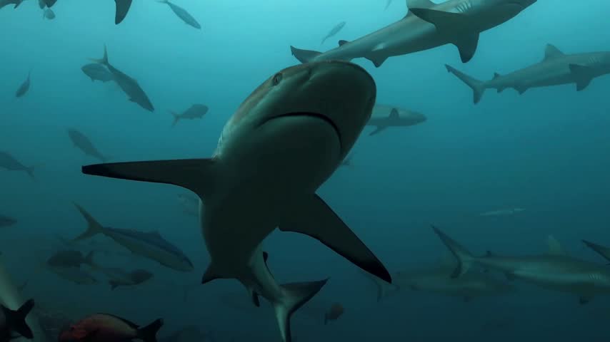 Blacktip reef sharks cruising through deep ocean water underwater cinematic footage.