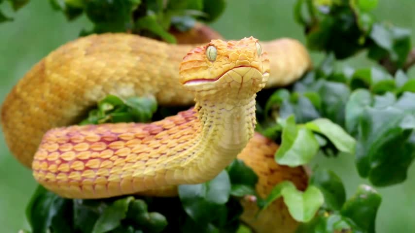 Venomous yellow bush viper snake opening its mouth on green leaves showing predatory behavior and wild animal movement.