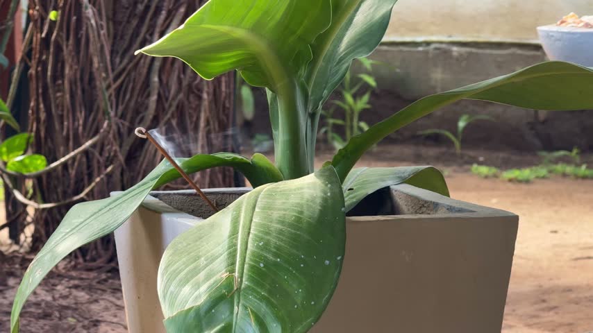 Aroma incense stick burning in flower pot with smoke swirling near green plant leaves for relaxation and harmony