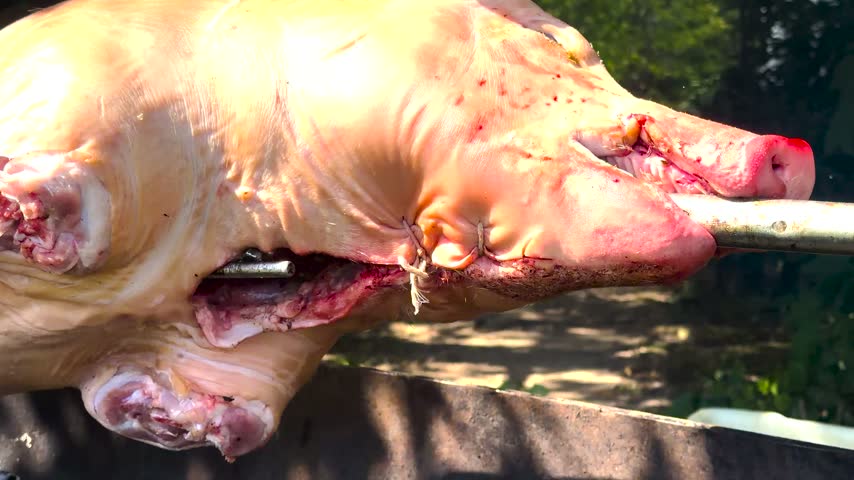 Close up shot of a whole pig roasting on a rotisserie spit over an open fire, highlighting crispy skin and traditional outdoor barbecue cooking.
