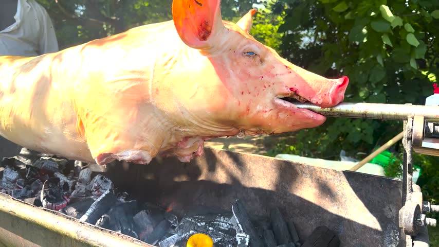 Close up shot of a whole pig roasting on a rotisserie spit over an open fire, highlighting crispy skin and traditional outdoor barbecue cooking.
