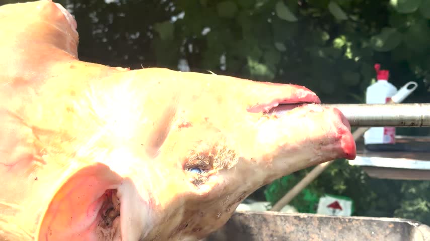 Close up shot of a whole pig roasting on a rotisserie spit over an open fire, highlighting crispy skin and traditional outdoor barbecue cooking.
