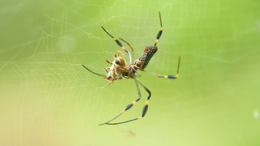 Female golden orb weaver spider, or Nephila clavipes, wrapping its bee prey in silk on its web in Costa Rica