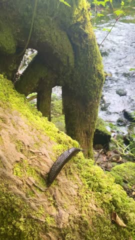 Close up shot of a large black forest slug crawling over a green moss-covered tree trunk along a flowing river stream in a temperate rainforest. Macro view of nature and wildlife.