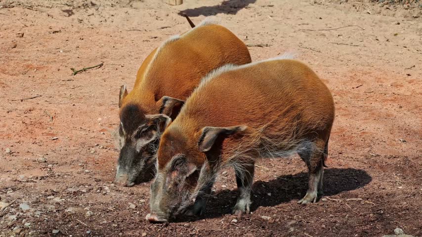 Red river hog, Potamochoerus porcus, also known as the bush pig. This pig has an acute sense of smell to locate food underground.
