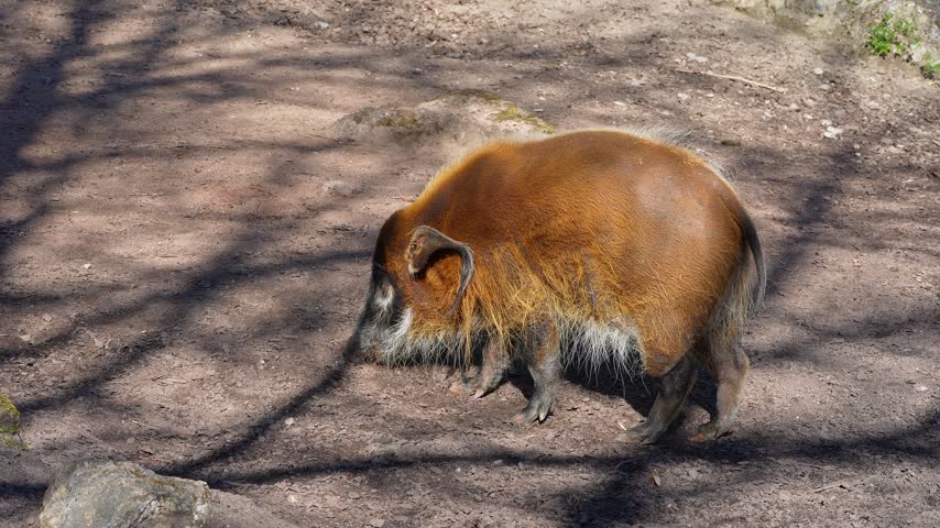 Red river hog, Potamochoerus porcus, also known as the bush pig. This pig has an acute sense of smell to locate food underground.