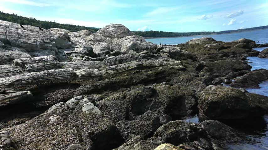 Drone footage approaches an eroded coastal rock formation as double-crested cormorants take flight from the rocks along the St. Lawrence River near Métis-sur-Mer, Gaspésie, Quebec, Canada.