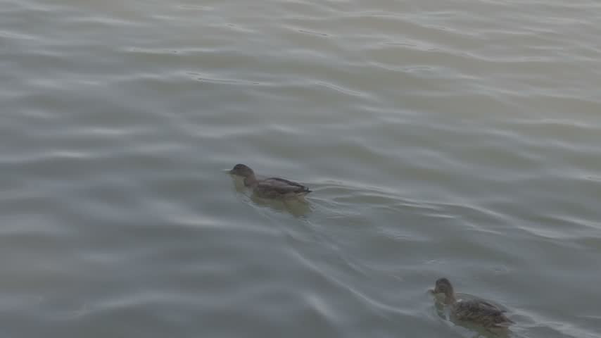Medium shot of two wild ducks swimming together across rippling lake water, leaving gentle wakes behind them.