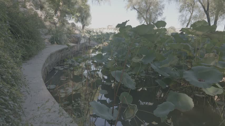 Wide angle view of a tranquil park pond filled with green lotus leaves, featuring a curved stone walkway and lush green trees on a bright day.