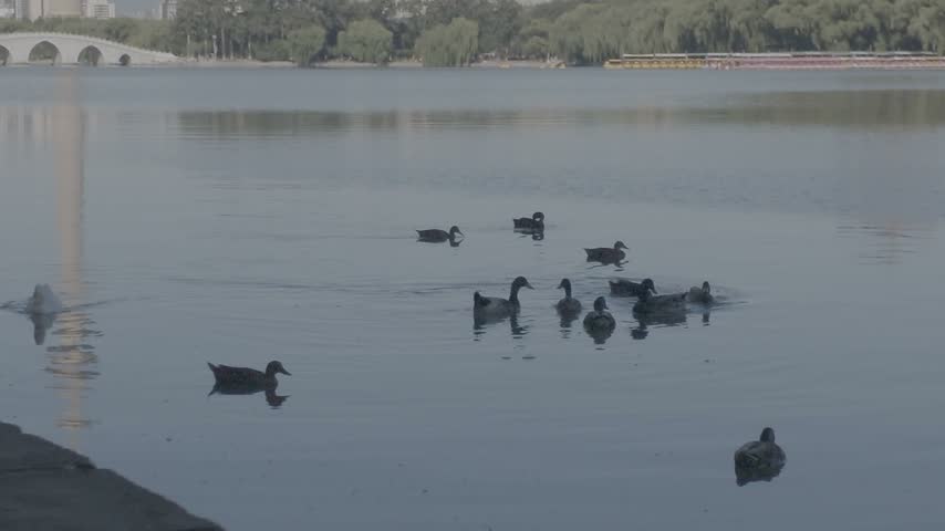 A group of ducks swimming together on the calm water surface of a serene city park lake during daylight.