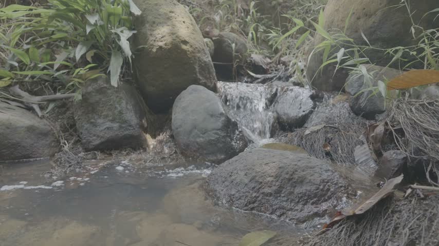 Low-angle close-up shot of a tiny stream trickling over smooth stones and rocks surrounded by wild green foliage.