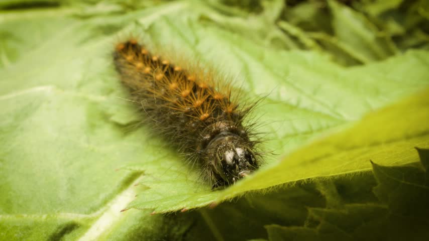 Acronicta auricoma larva on a leaf, static shot