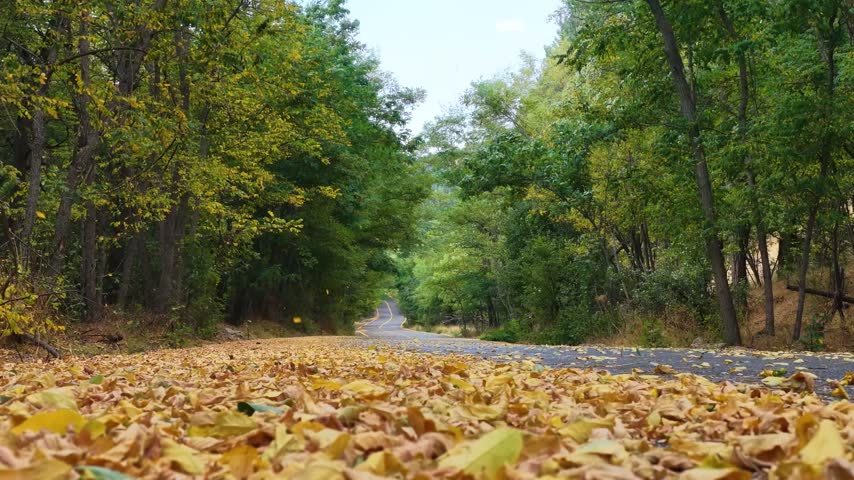 A serene landscape of yellow leaves scattered along a forest path in the fall, stretching out among the trees. The peaceful fall path comes to an end.