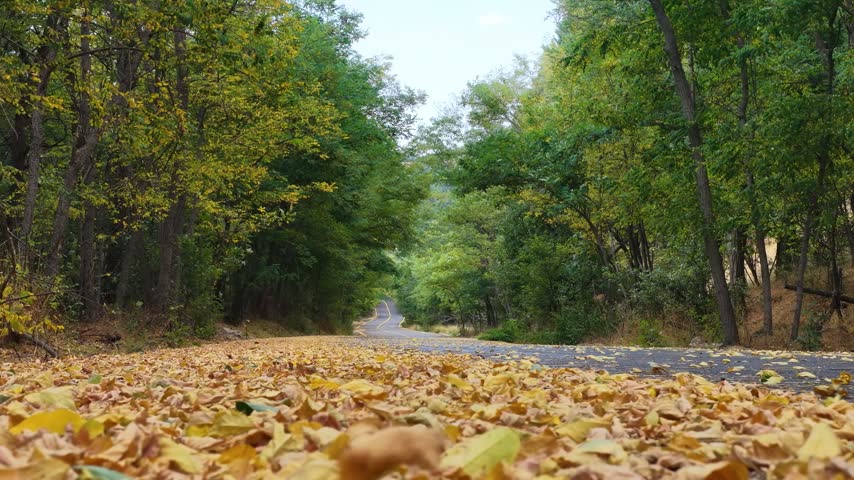 A serene landscape of yellow leaves scattered along a forest path in the fall, stretching out among the trees. The peaceful fall path comes to an end.	
