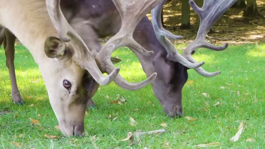 Close-up of two male deer with big antlers grazing peacefully on green grass in a sunny forest clearing. Light brown and dark brown stags eating together, natural wildlife scene. Detailed antlers, calm nature background with trees and sunlight. Perfect for wildlife, nature, animals, and outdoor documentary projects.