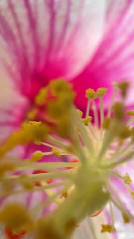 Macro extreme close-up of a pink and white hibiscus flower showing detailed stamen, yellow pollen grains, and delicate soft petals.