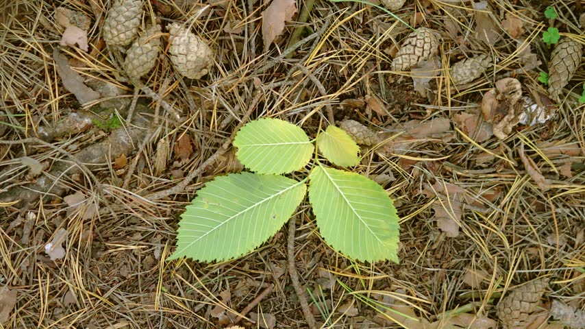 Overhead forest floor with young green sapling amid pine needles cones and twigs in soft diffuse light
