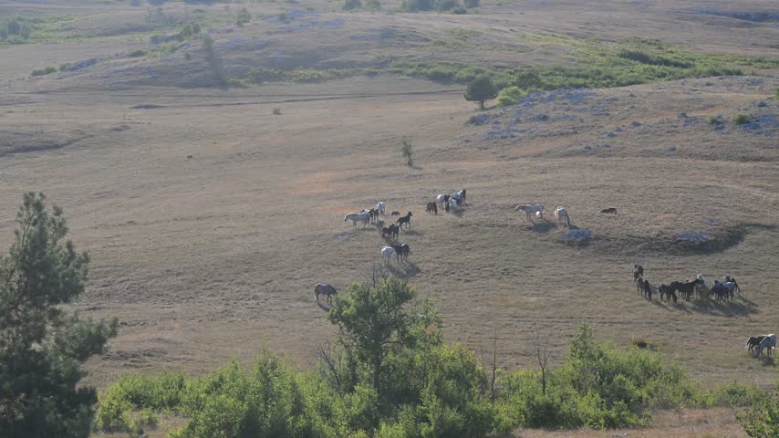 Group of wild horses on mountain. Herd of wild horses in nature.