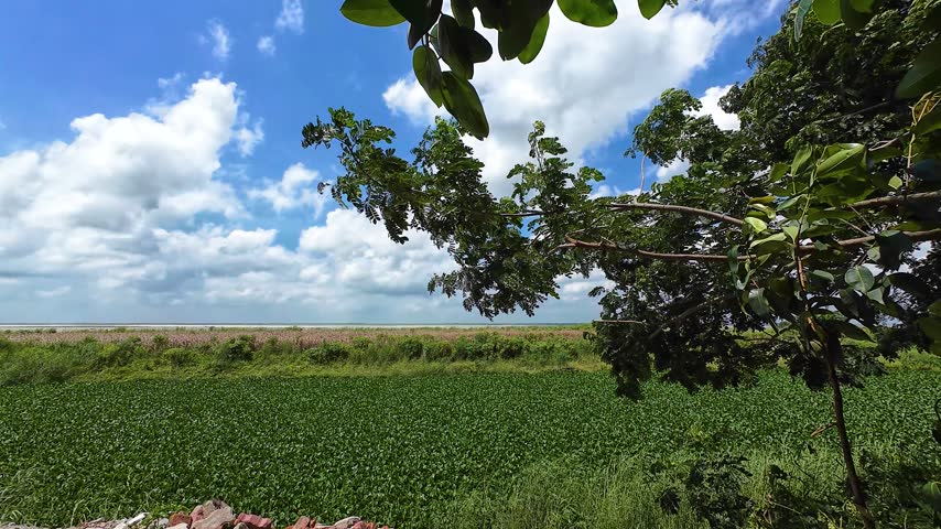 Large Tree Overlooking a Green Rural Field