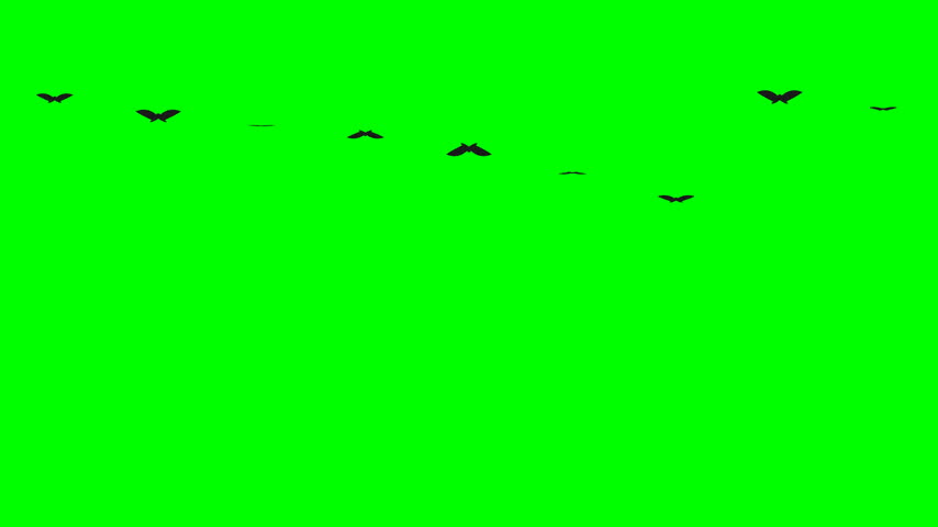 Seamless loop of playful animated ghosts and flying bats on a greenscreen background perfect for Halloween video projects