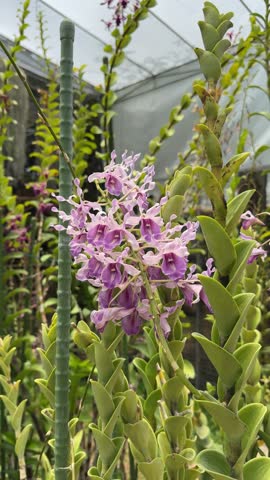 Close-up of blooming Dendrobium curly orchid flowers in a greenhouse nursery.