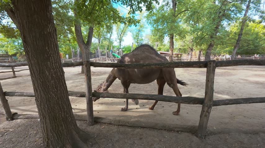 A dromedary camel walking behind a rustic wooden fence in an outdoor wildlife enclosure. The animal is surrounded by sandy ground, mature trees and naturalistic habitat features under bright daylight.