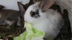 White bunny with brown spots eating a cabbage leaf
