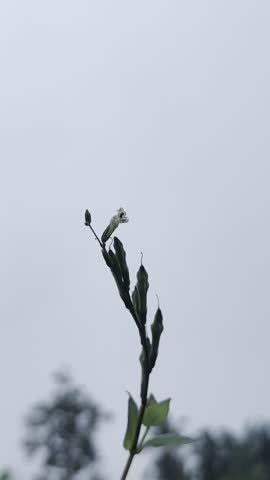 Single white wildflower and seed pods on branch against soft against soft blue sky
