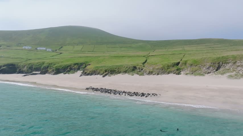 Large herd of seals lies along a wide sandy beach beside turquoise water and green hills on remote Blasket Island in Kerry.