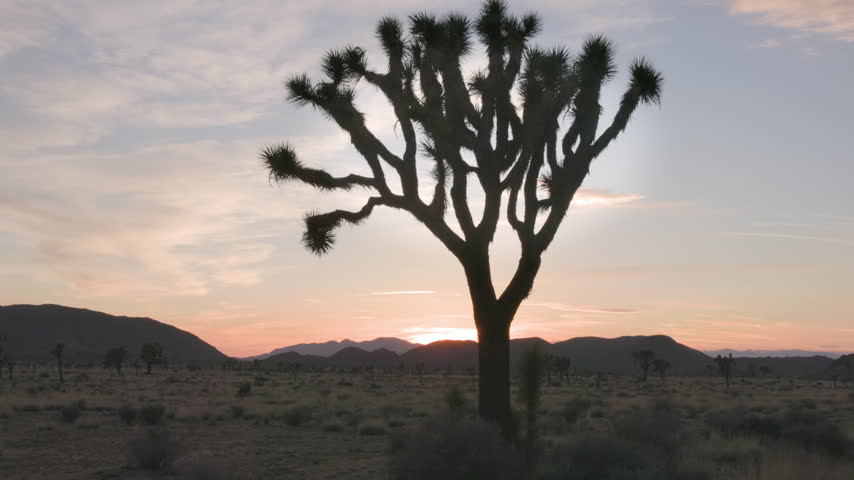 a tilt up clip of a silhouetted joshua tree at sunset at joshua tree national park in california, usa