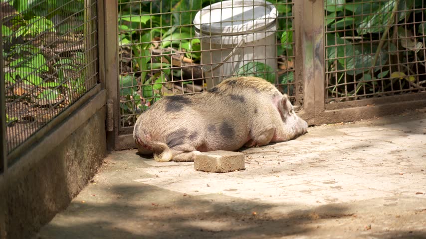 Spotted micro pigs sleeping side by side on a paved ground in their enclosure.