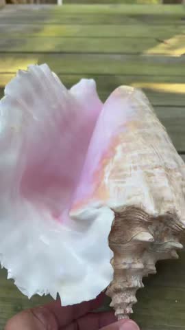 Close-Up of Large Pink Queen Conch Shell Handheld Display